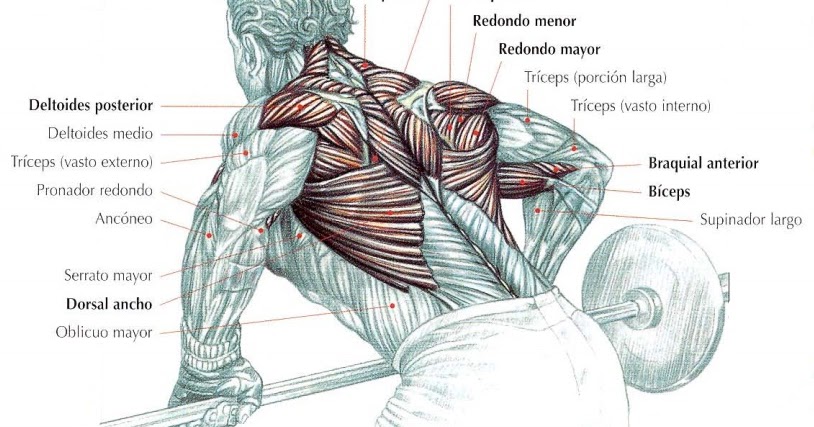 músculos implicados